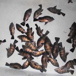 ルアー船マヒマヒ 釣果