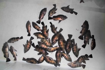 ルアー船マヒマヒ 釣果