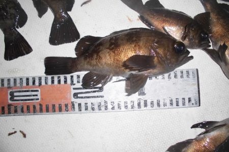 ルアー船マヒマヒ 釣果