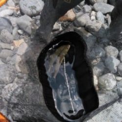 大井川(大井川(非)漁業協同組合) 釣果