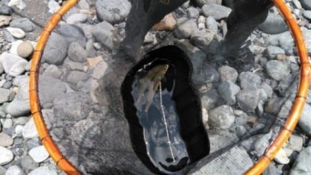 大井川(大井川(非)漁業協同組合) 釣果