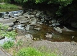 大井川(大井川(非)漁業協同組合) 釣果