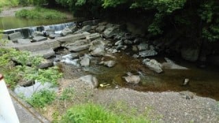 大井川(大井川(非)漁業協同組合) 釣果