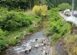 大井川(大井川(非)漁業協同組合) 釣果