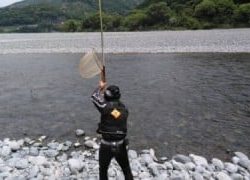 大井川(大井川(非)漁業協同組合) 釣果