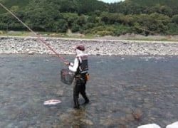 大井川(大井川(非)漁業協同組合) 釣果