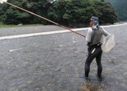 大井川(大井川(非)漁業協同組合) 釣果