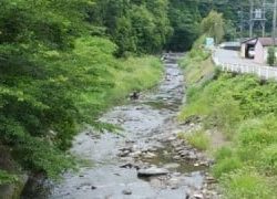 大井川(大井川(非)漁業協同組合) 釣果