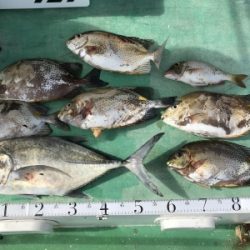 本部釣りイカダ 釣果