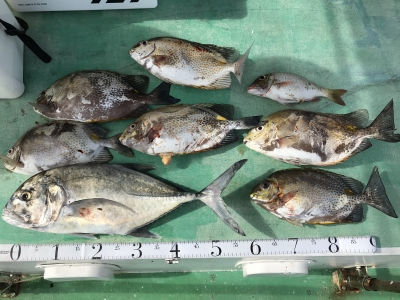 本部釣りイカダ 釣果