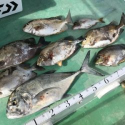 本部釣りイカダ 釣果