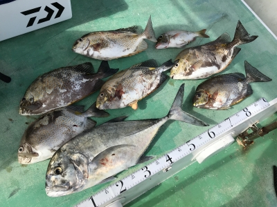 本部釣りイカダ 釣果