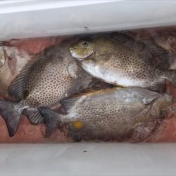 本部釣りイカダ 釣果