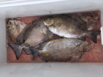 本部釣りイカダ 釣果