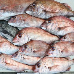 松本釣船２ 釣果