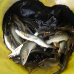 大井川(大井川(非)漁業協同組合) 釣果