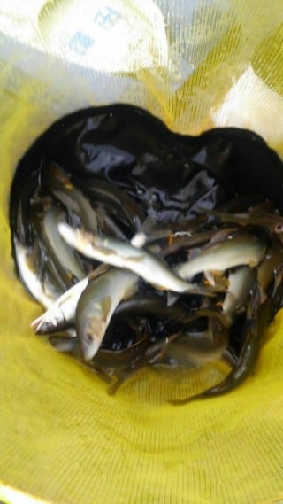 大井川（大井川(非)漁業協同組合） 釣果