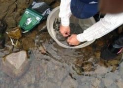 大井川(大井川(非)漁業協同組合) 釣果