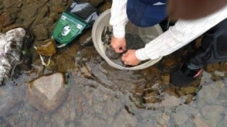 大井川(大井川(非)漁業協同組合) 釣果