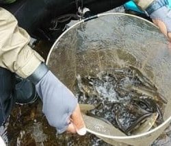 大井川(大井川(非)漁業協同組合) 釣果