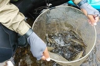 大井川(大井川(非)漁業協同組合) 釣果