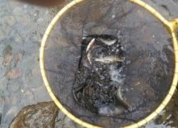 大井川(大井川(非)漁業協同組合) 釣果