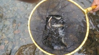 大井川(大井川(非)漁業協同組合) 釣果