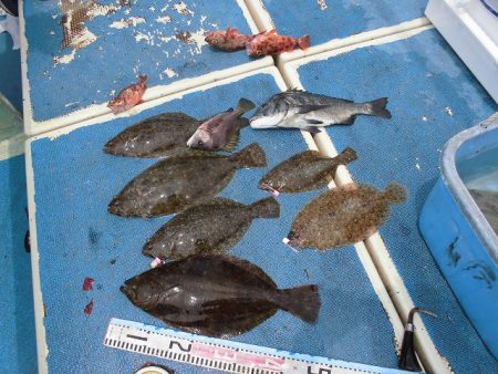 十八宝洋丸 釣果