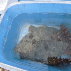 十八宝洋丸 釣果