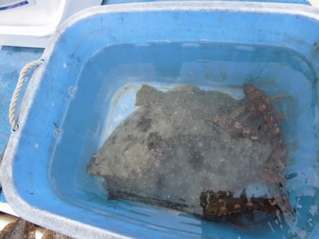 十八宝洋丸 釣果