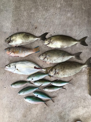 本部釣りイカダ 釣果