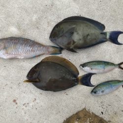 本部釣りイカダ 釣果