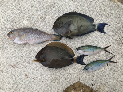 本部釣りイカダ 釣果