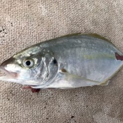本部釣りイカダ 釣果