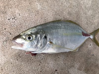 本部釣りイカダ 釣果