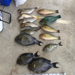 本部釣りイカダ 釣果