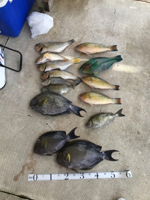 本部釣りイカダ 釣果