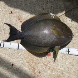 本部釣りイカダ 釣果