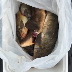 第八平成丸 釣果