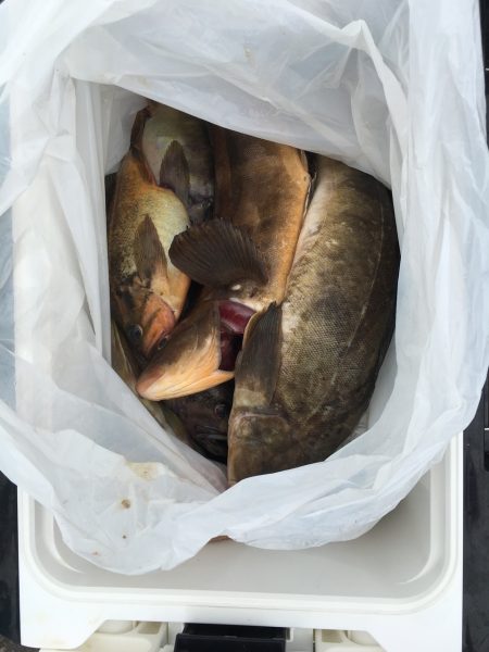 第八平成丸 釣果