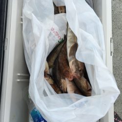 第八平成丸 釣果