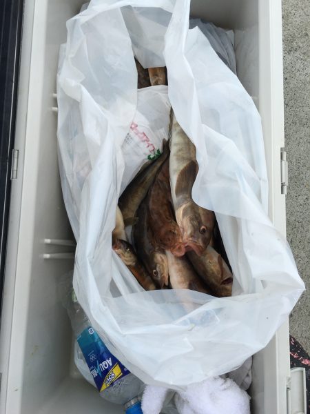 第八平成丸 釣果