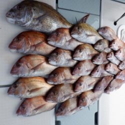 遊漁船 幸友丸 釣果