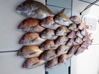 遊漁船 幸友丸 釣果