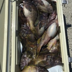 第八平成丸 釣果