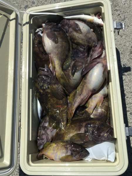 第八平成丸 釣果