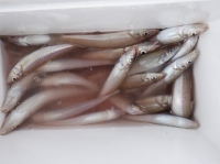 遊漁船 幸友丸 釣果