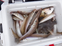 遊漁船 幸友丸 釣果