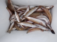 遊漁船 幸友丸 釣果