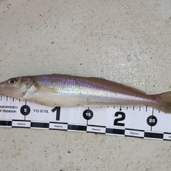 松本釣船２ 釣果